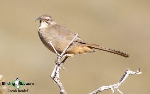 California birding tour