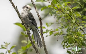 Maine birding tours