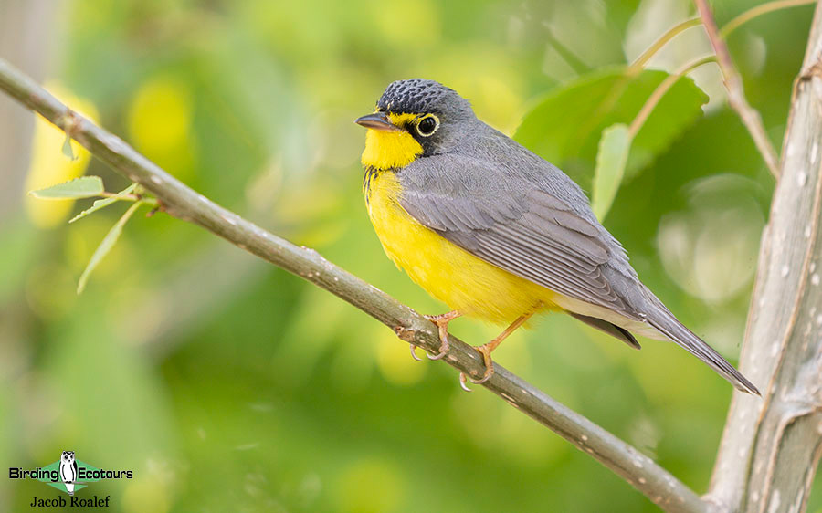 Ohio Spring Migration