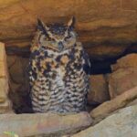 Owl tours South Africa