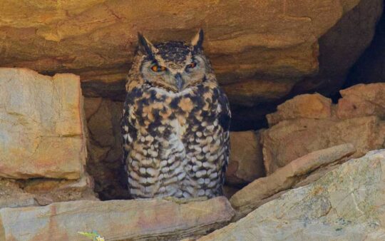 Owl tours South Africa