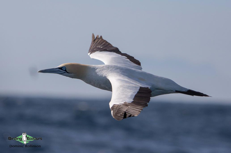 cape pelagic report