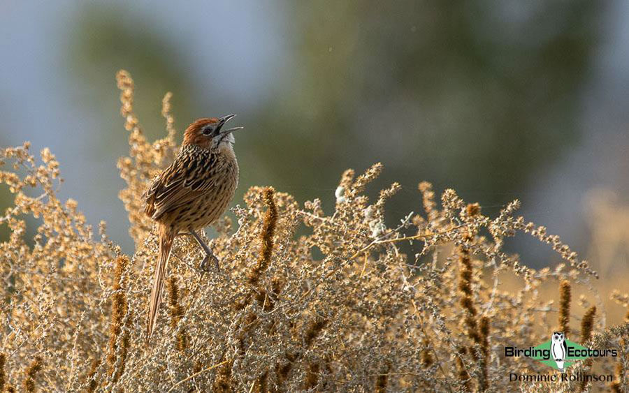 Cape Peninsula birding report