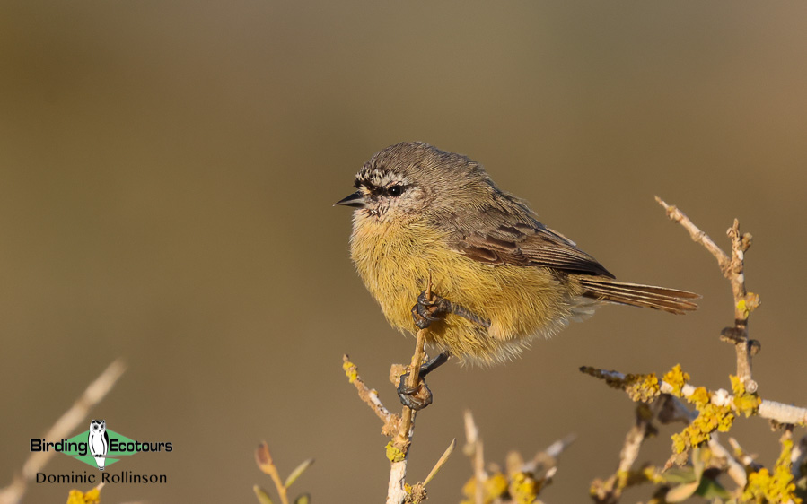 West coast birding tour