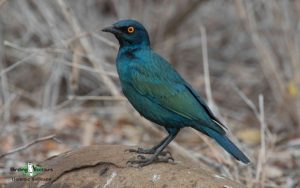 Johannesburg botanical garden birding tour