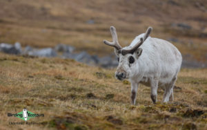 Svalbard birding cruise