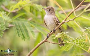 Puerto Rico endemic birding