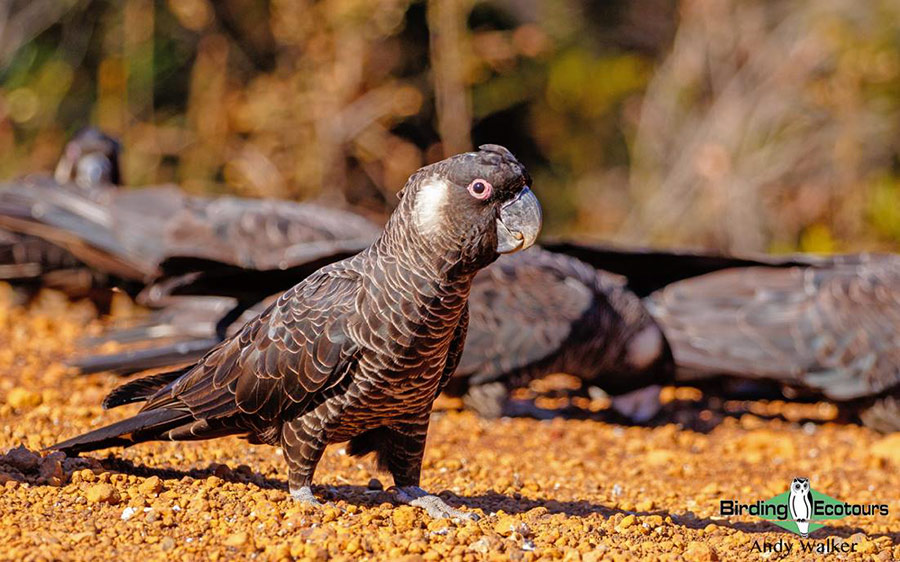 Southwest Australia birding tours