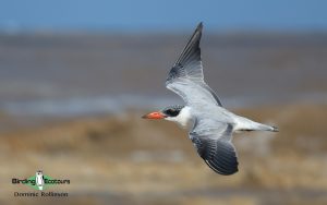 Andalusia birding tour