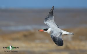 Norfolk Spring and Summer Birding Tour