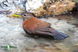 Northeast Brazil birding tours