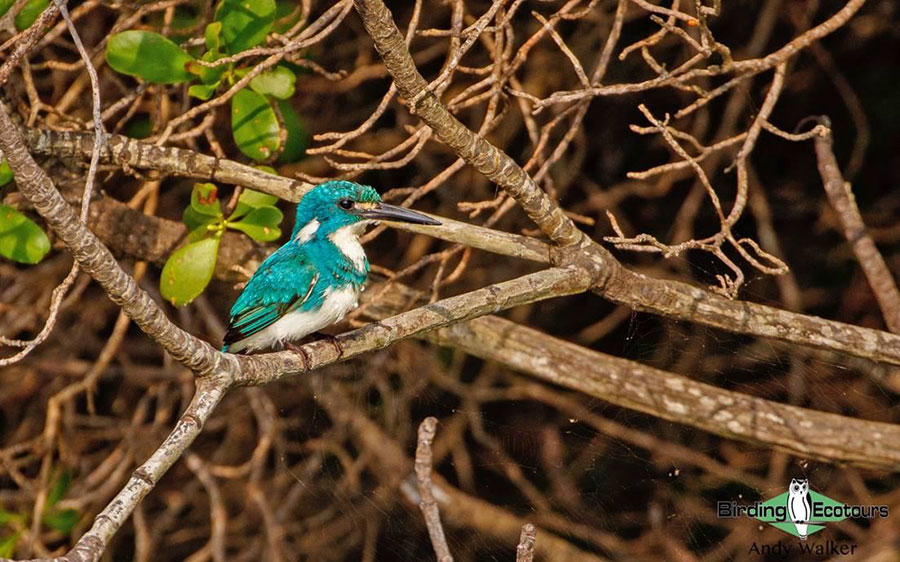 Indonesia birding tour Bali and East Java