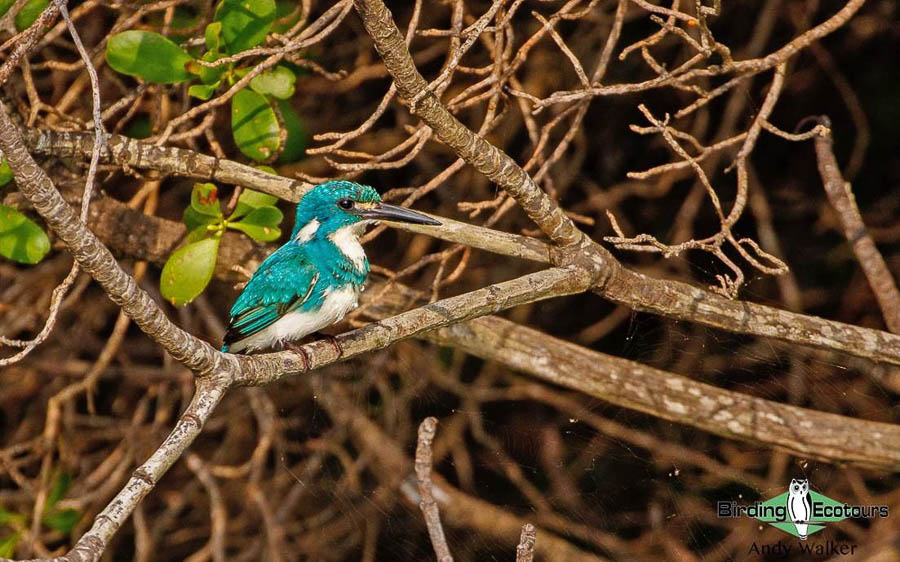 Lesser Sunda Islands birding tour