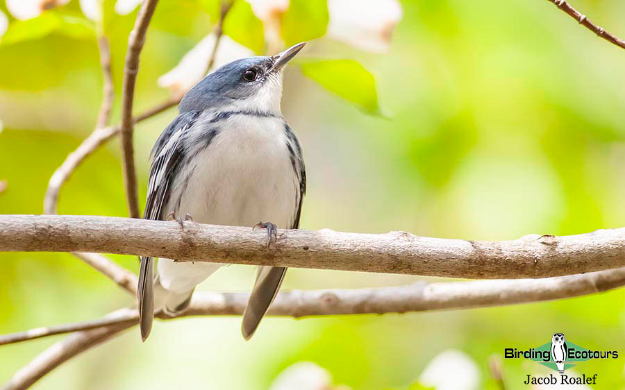 Ohio Spring Migration