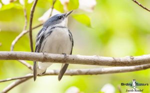 Ohio birding tours