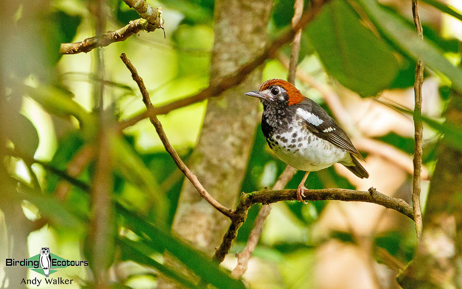 Lesser Sunda Islands birding tour