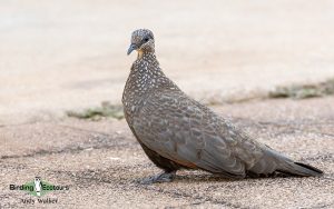 Northern Australia birding tours