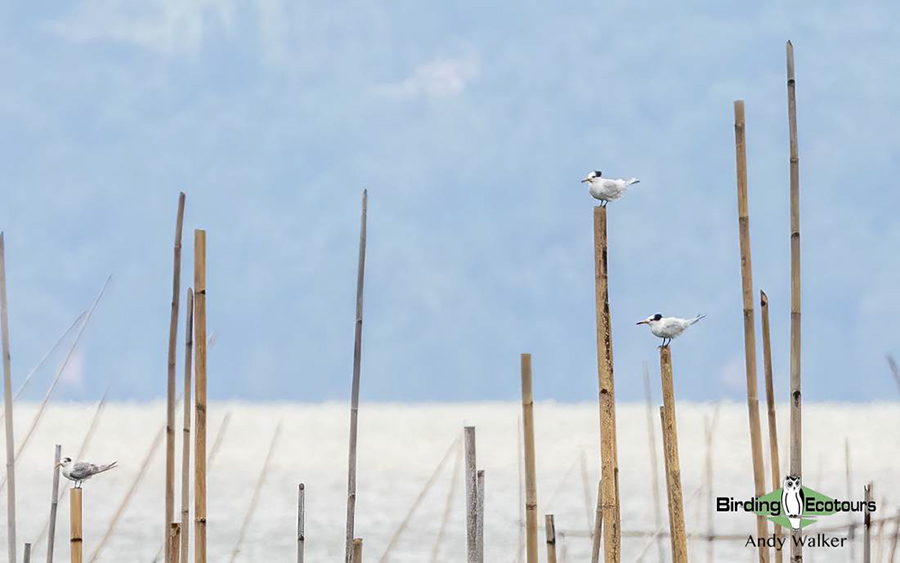 The Philippines Endemic Birding 