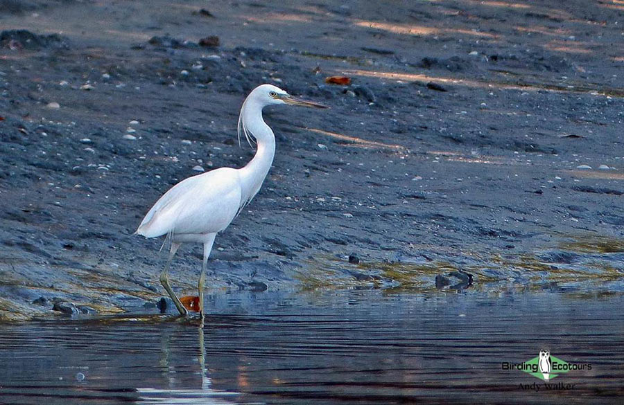 Central Thailand birding tours