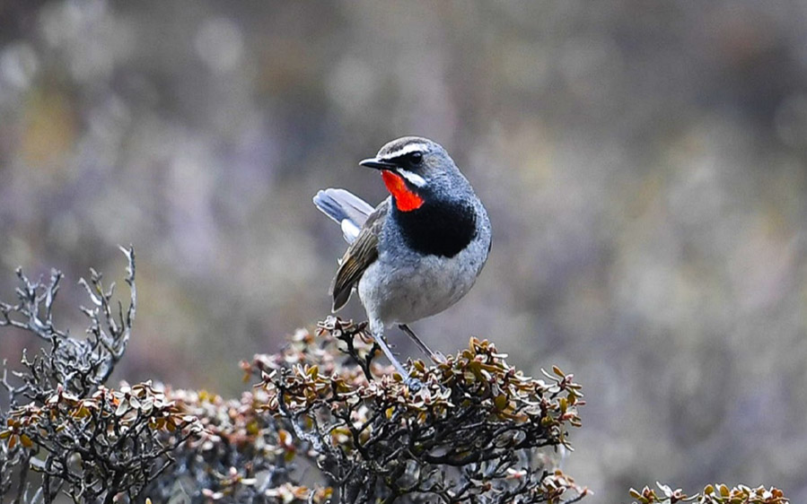 Quinghai birding tours