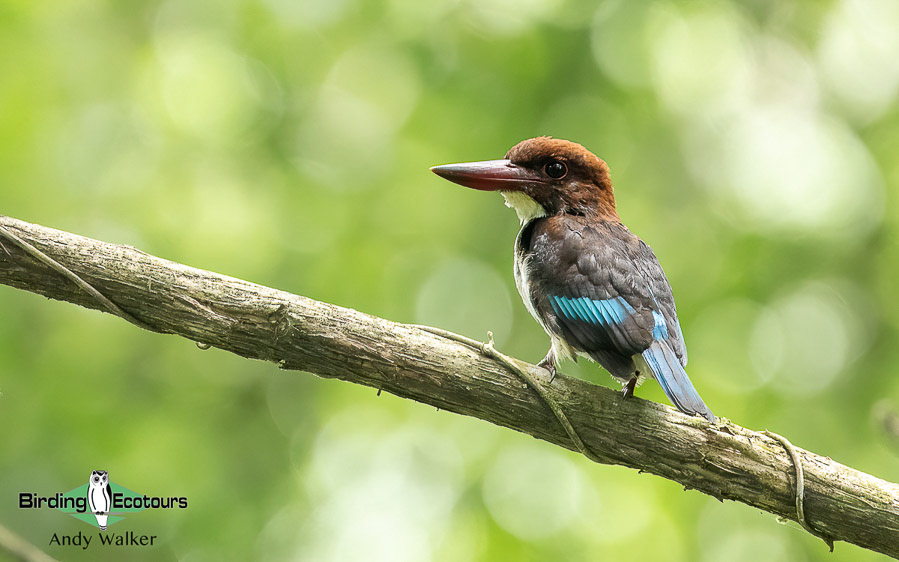 Ghana birding tours