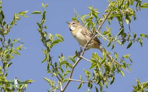 Brazil birding tours