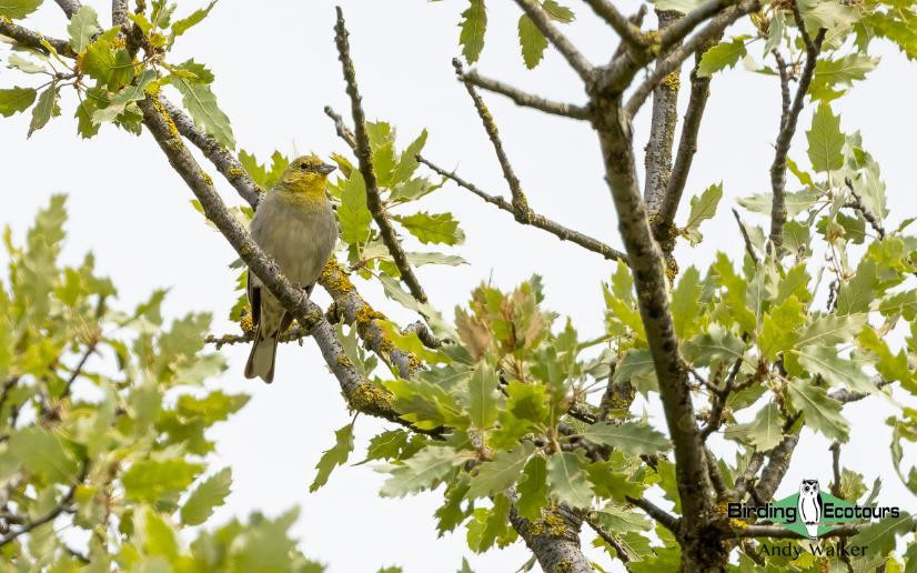 Greece: Lesvos birding tour