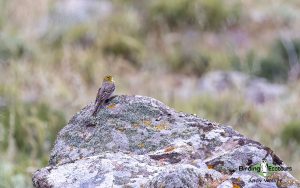 Lesvos birding tours