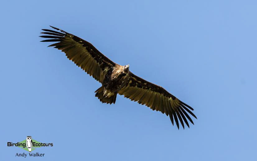 Spain birding tours
