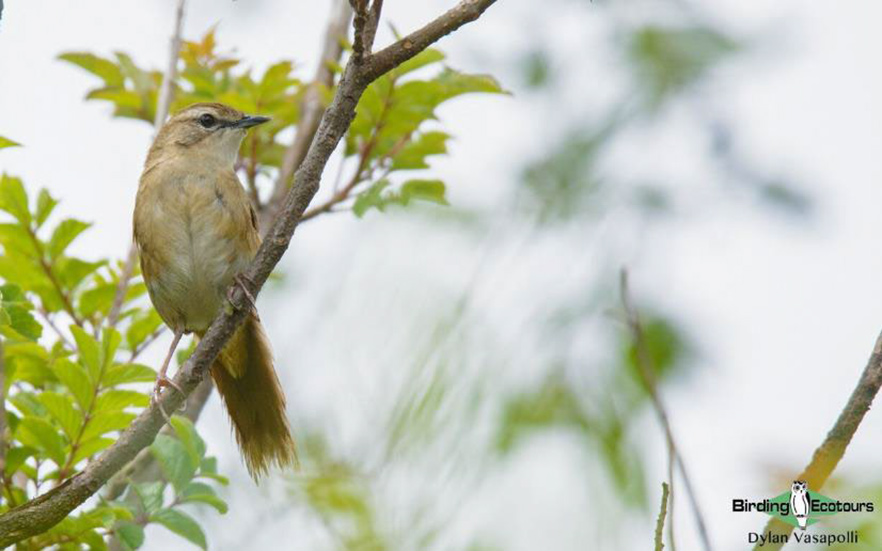 Tanzania birding tour
