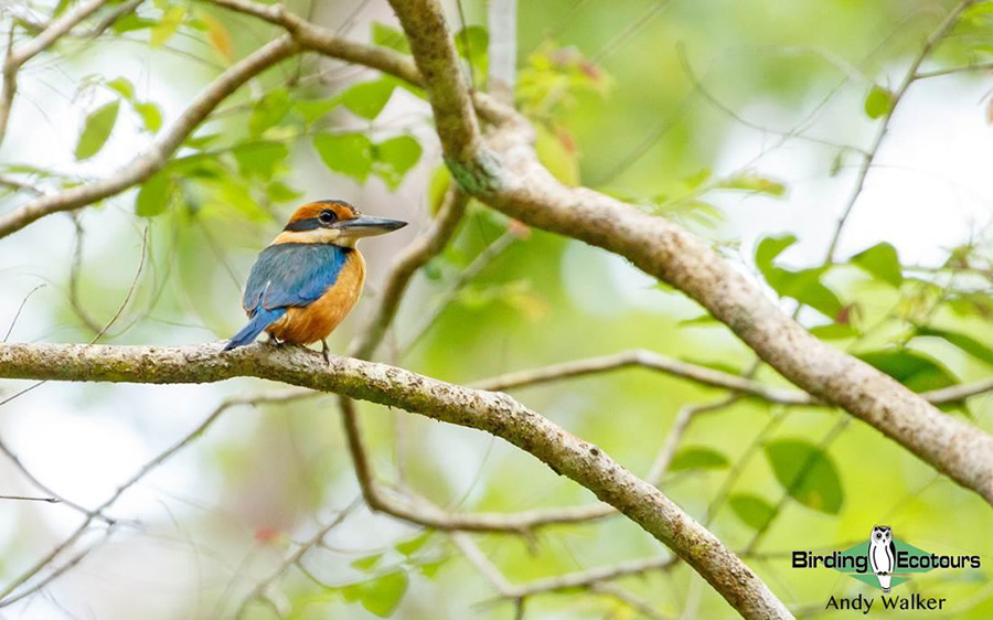 Lesser Sunda Islands birding tour