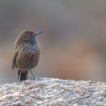 Tankwa Karoo birding tours