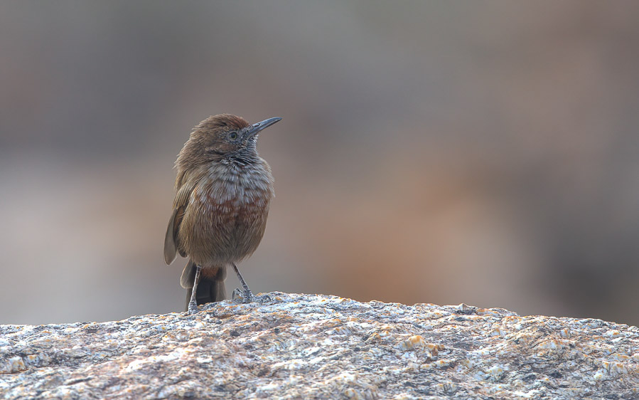 Tankwa Karoo birding tours