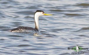 Northern California birding tour