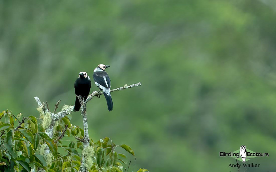 The Philippines Endemic Birding 