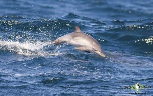 Northern California birding tour