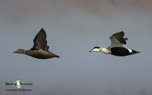 United Kingdom autumn birding tour