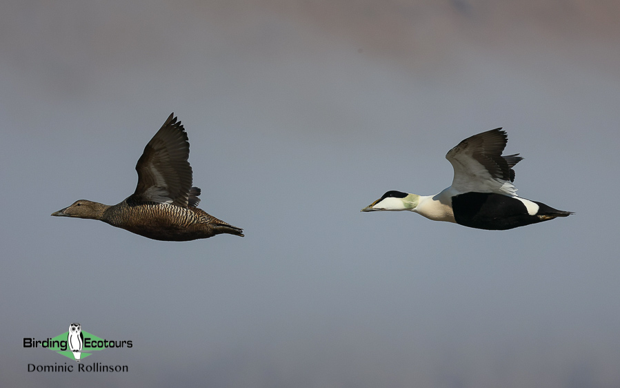 Iceland birding tours