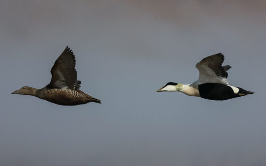 Norfolk broads birding tour