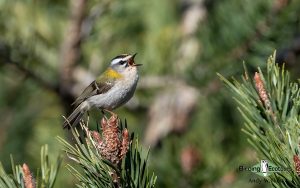 Spain birding tours