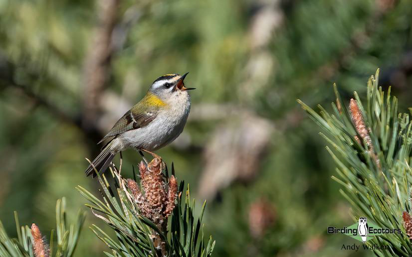 Andalusia birding tour