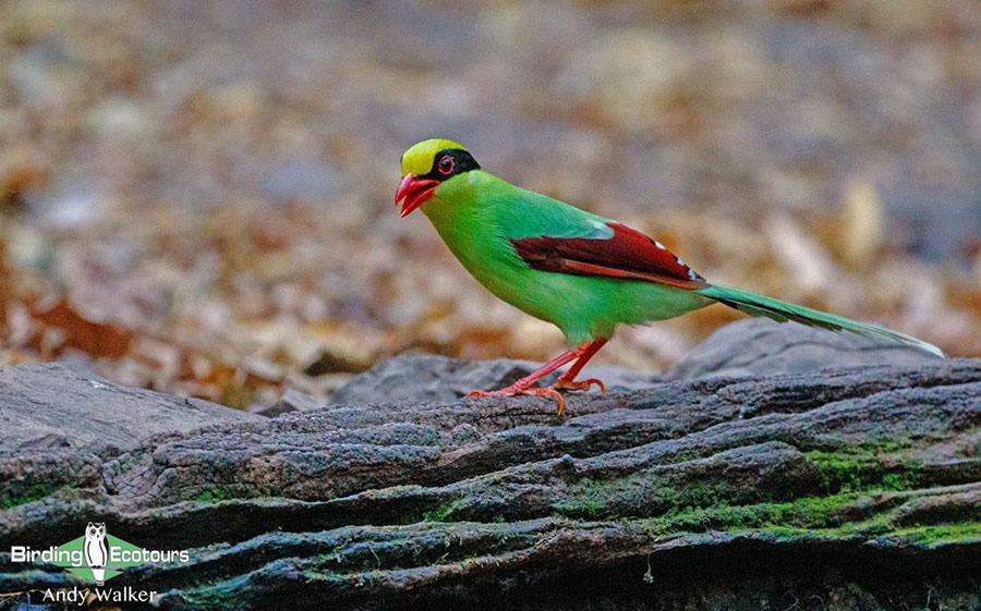 Central Thailand birding tours