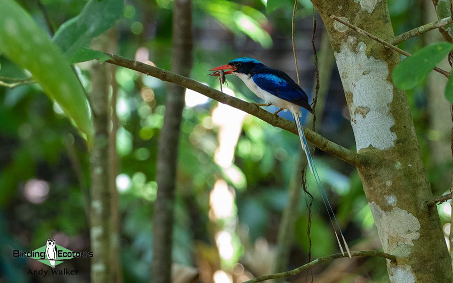 West Papua trip report August 2022