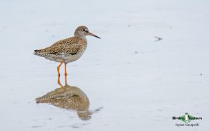 Norfolk broads birding tour