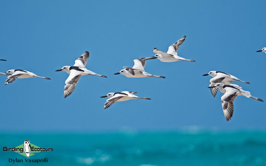 Tanzania birding tour