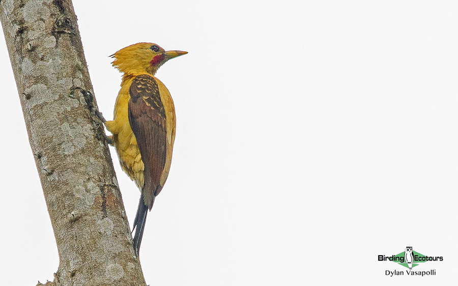 Central Peru birding tours