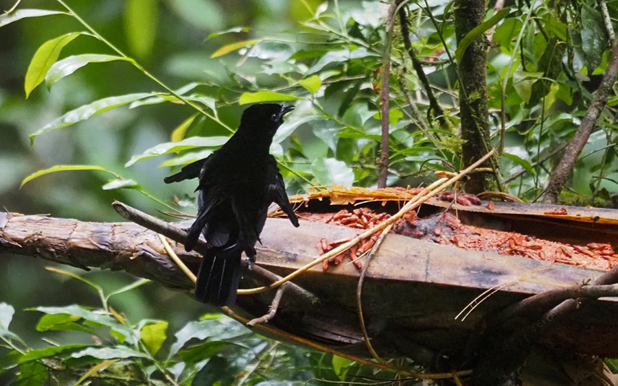 West Papua trip report August 2022