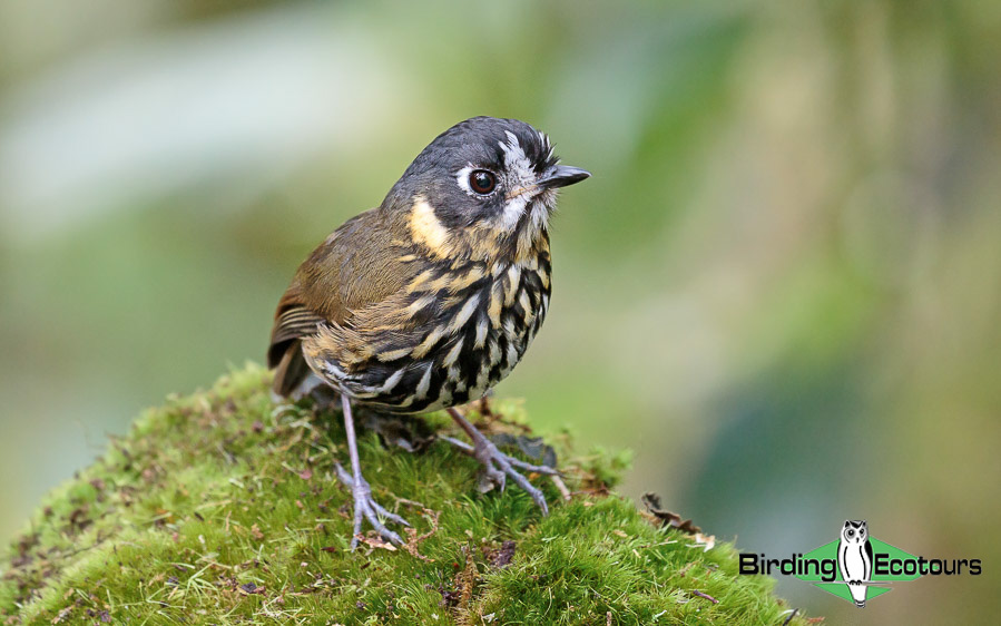 Colombia birding tours
