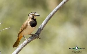 Alice Springs birding tours