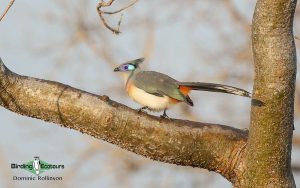 Northwest Madagascar birding tour